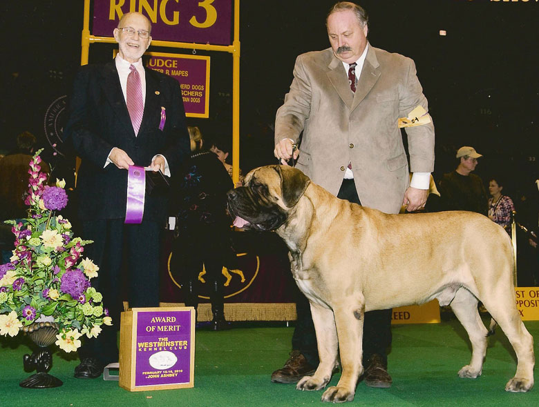 Baron, taking the first AOM at Westminster